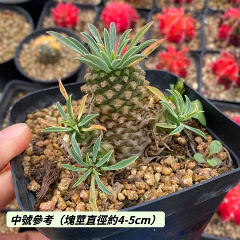 鐵甲麒麟|鐵甲麒麟 / 鐵甲丸（Euphorbia bupleurifolia )